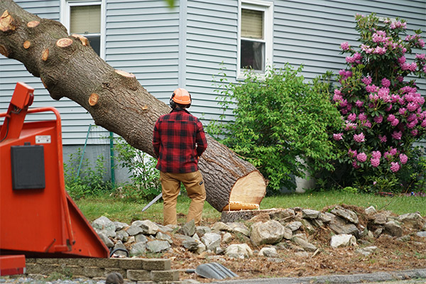 worker watching tree fall corpus christi tx